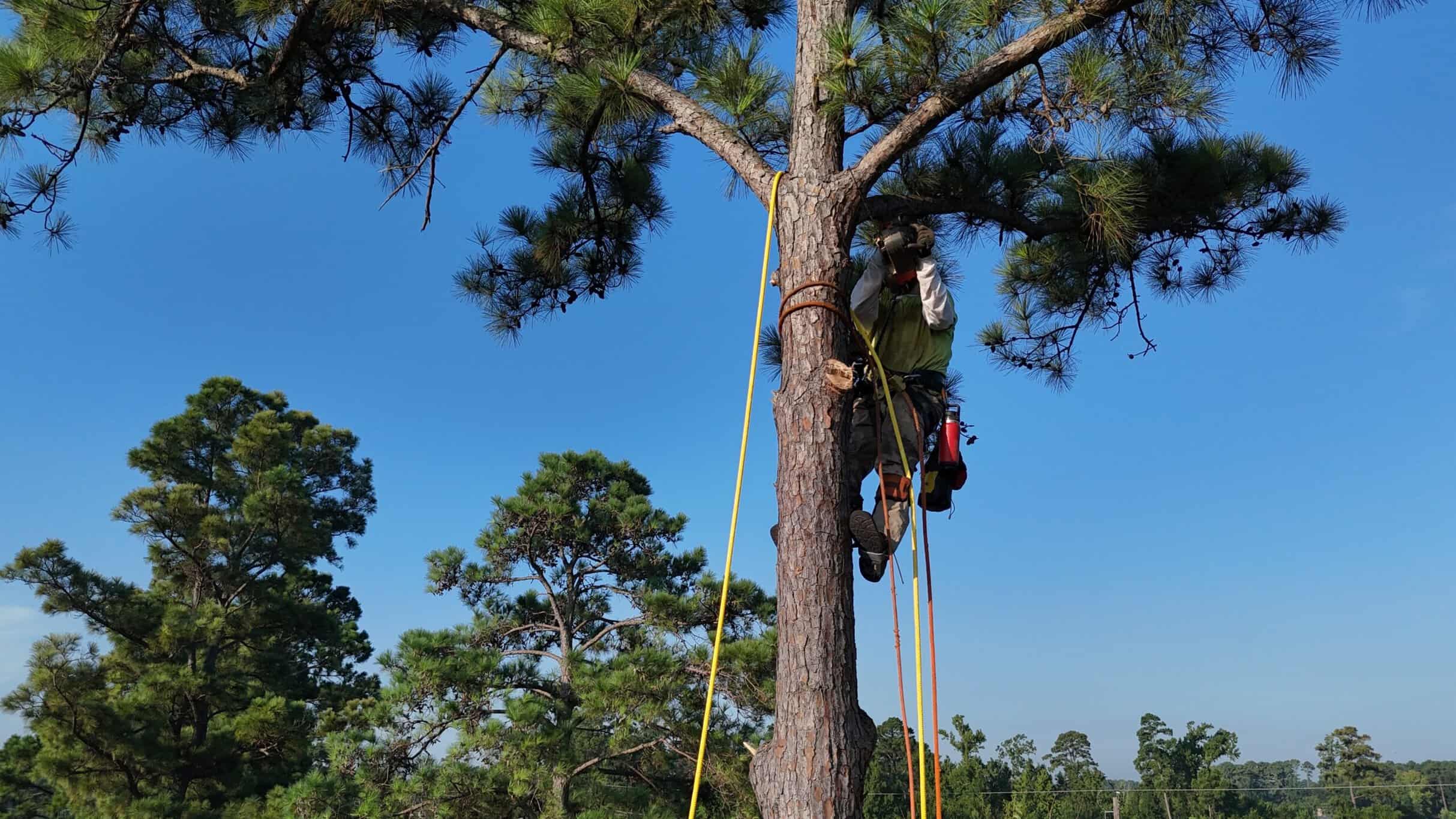 Borjak Tree Experts crew in Pinehurst, Texas
