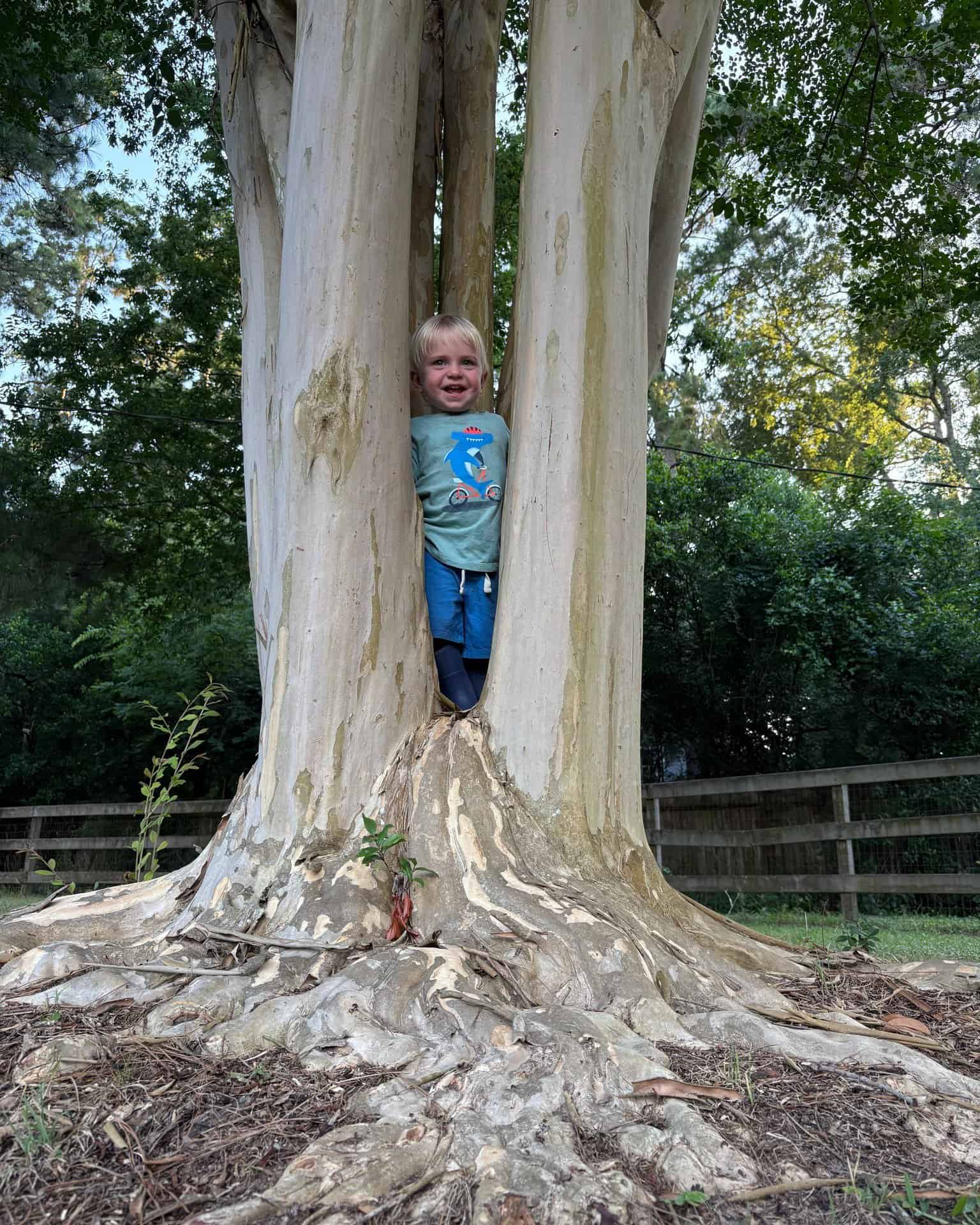 Accessibility Statement for Borjak Tree Experts