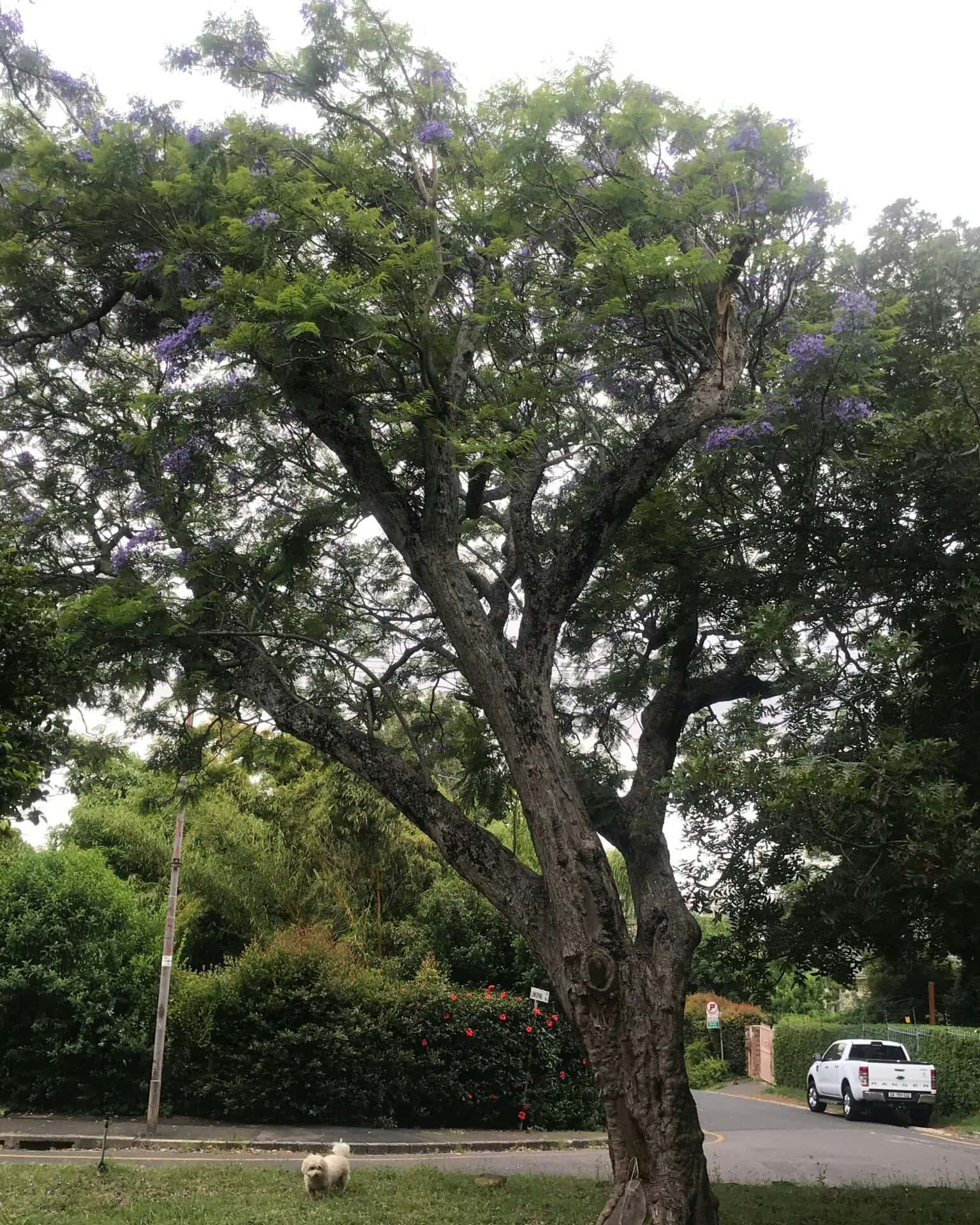 Accessibility Statement for Borjak Tree Experts