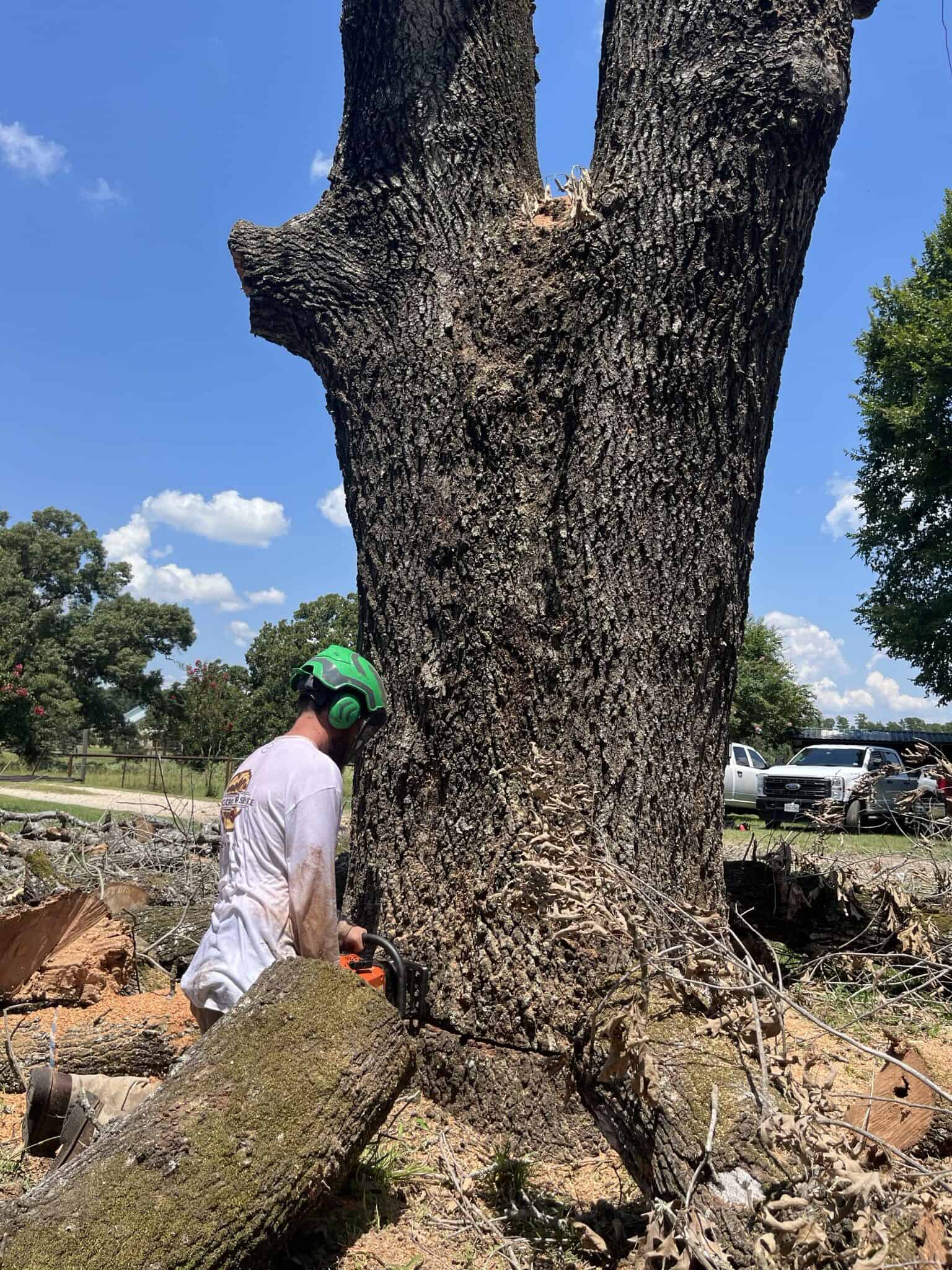 Tree Care Services by Borjak Tree Experts